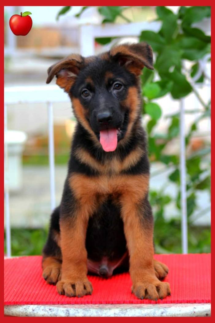 DogsIndia.com - GSD - Apple Kennels - Karthikeyan
