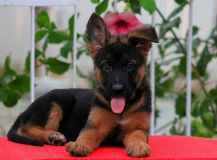 DogsIndia.com - GSD - Apple Kennels - Karthikeyan