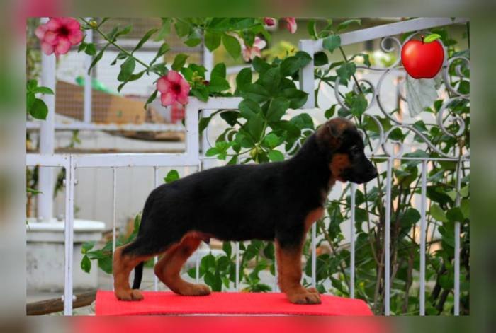 DogsIndia.com - GSD - Apple Kennels - Karthikeyan