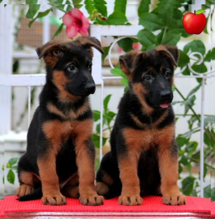 DogsIndia.com - GSD - Apple Kennels - Karthikeyan
