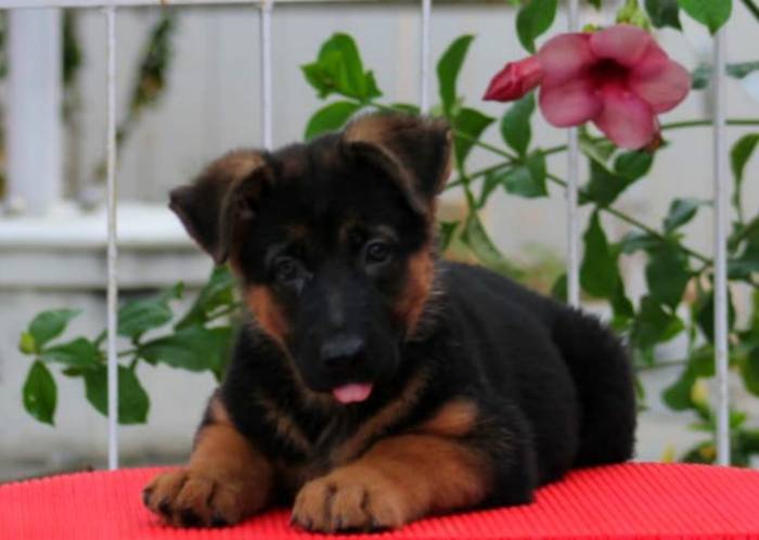 DogsIndia.com - GSD - Apple Kennels - Karthikeyan