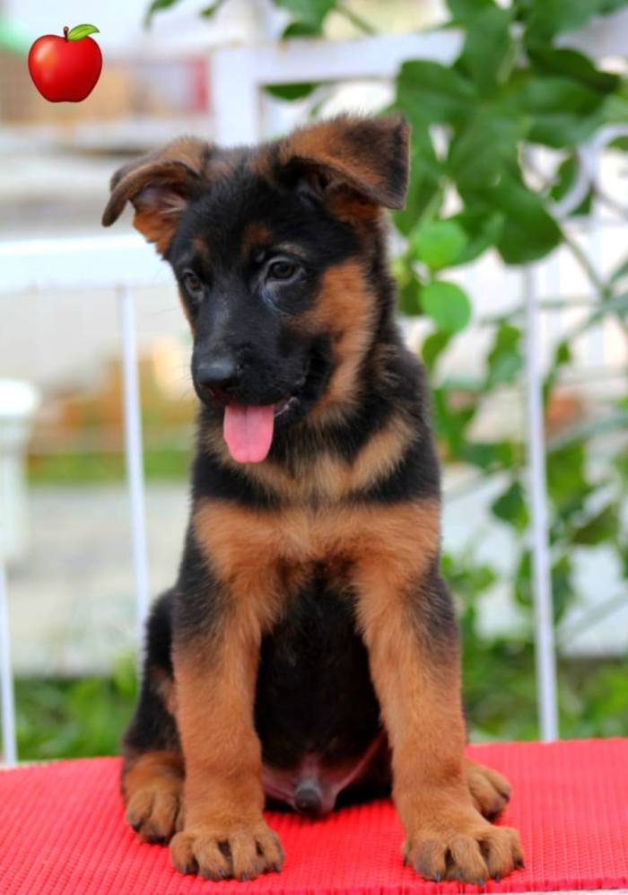DogsIndia.com - GSD - Apple Kennels - Karthikeyan