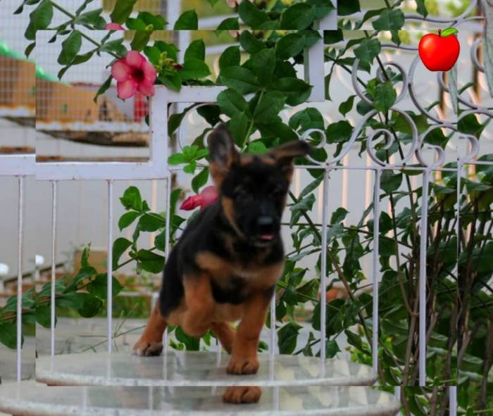 DogsIndia.com - GSD - Apple Kennels - Karthikeyan