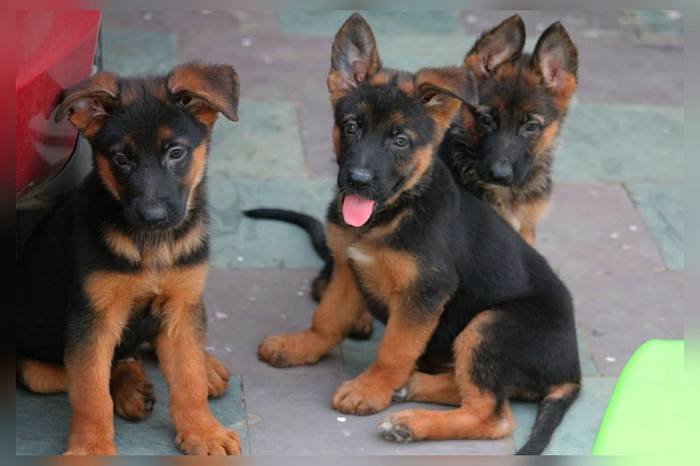 DogsIndia.com - GSD - Apple Kennels - Karthikeyan