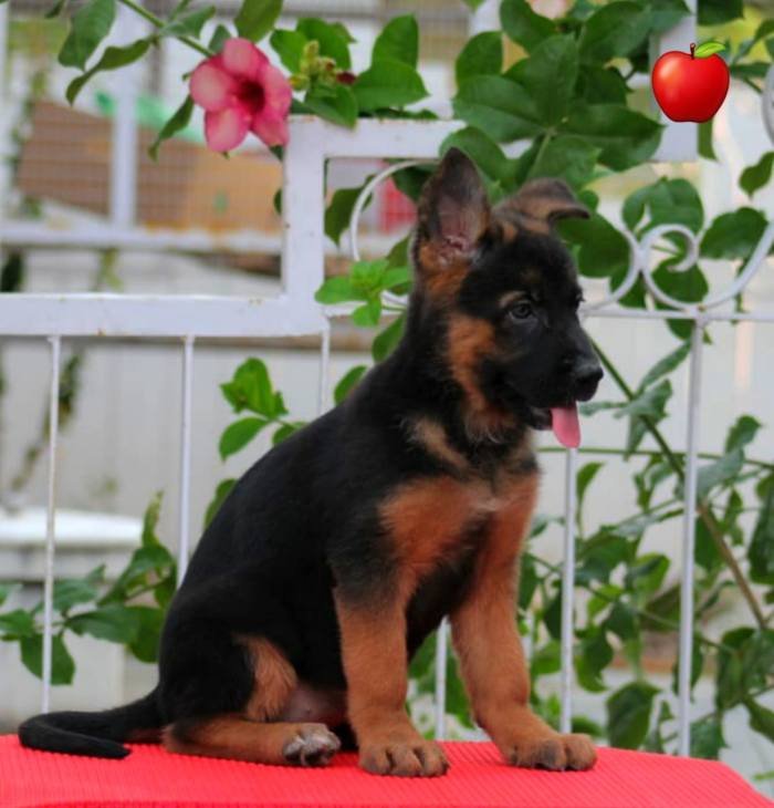 DogsIndia.com - GSD - Apple Kennels - Karthikeyan