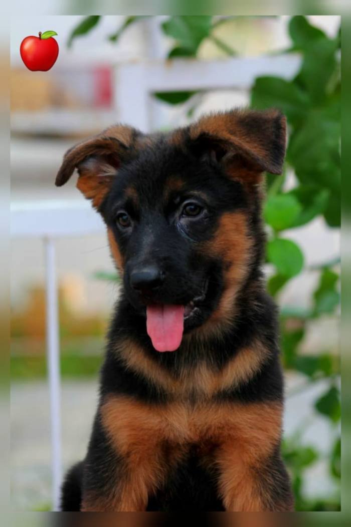 DogsIndia.com - GSD - Apple Kennels - Karthikeyan