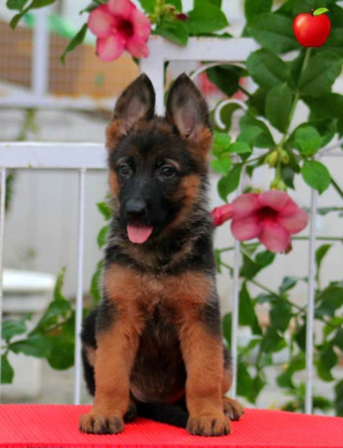 DogsIndia.com - GSD - Apple Kennels - Karthikeyan