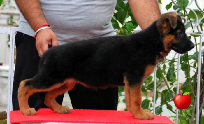 DogsIndia.com - GSD - Apple Kennels - Karthikeyan