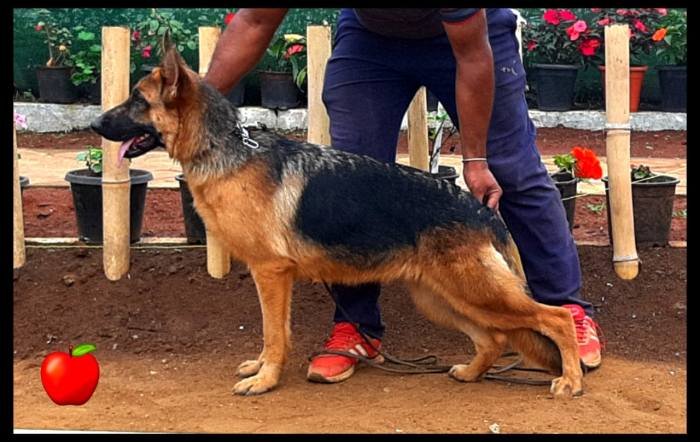 DogsIndia.com - GSD - Apple Kennel