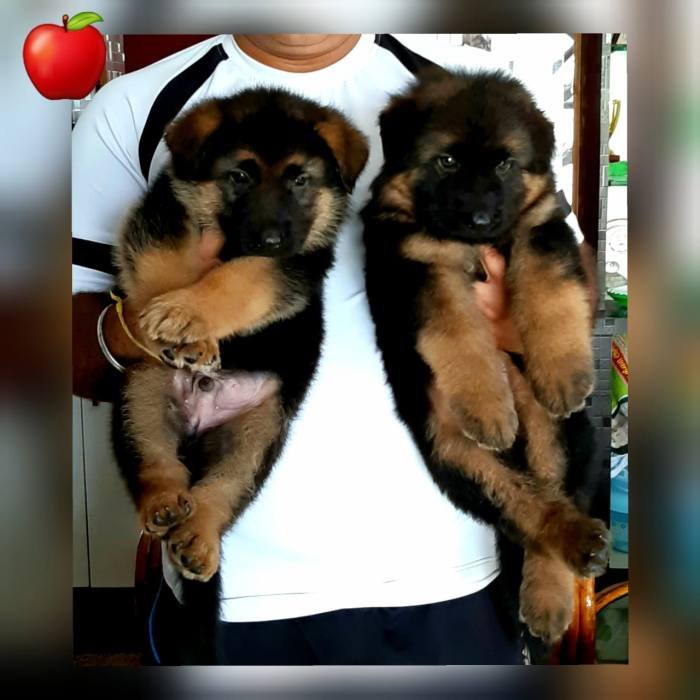 DogsIndia.com - GSD - Apple Kennel