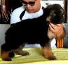 DogsIndia.com - GSD - Apple Kennel