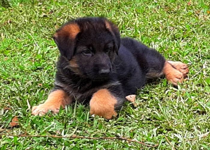 DogsIndia.com - GSD - Apple - Karthikeyan