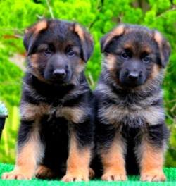 DogsIndia.com - GSD - Apple - Karthikeyan