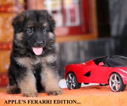 DogsIndia.com - German Shepherd Dog (GSD) - Apple Kennel