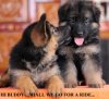 DogsIndia.com - German Shepherd Dog (GSD) - Apple Kennel
