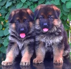 DogsIndia.com - GSD - Apple Kennels - Karthikeyan