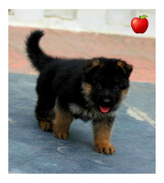 DogsIndia.com - GSD - Apple - Karthikeyan