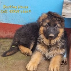 DogsIndia.com GSD Barking House Vincent