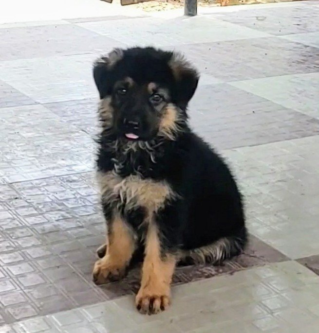 DogsIndia.com - GSD - Benjamin - SJB Kennels