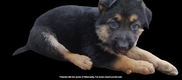 DogsIndia.com - GSD - Benjamin - SJB Kennels