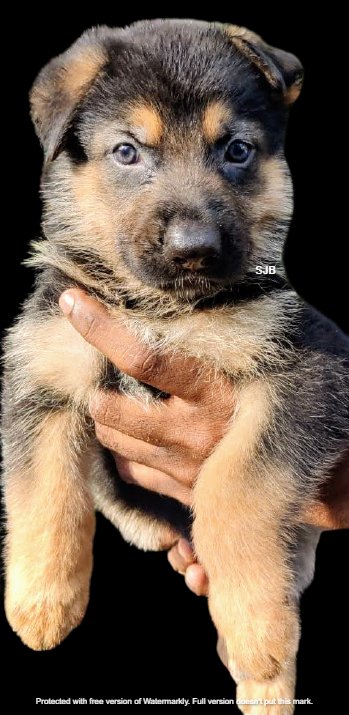 DogsIndia.com - GSD - Benjamin - SJB Kennels