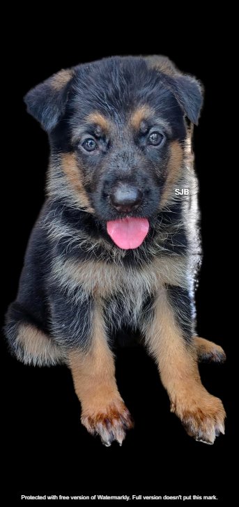 DogsIndia.com - GSD - Benjamin - SJB Kennels