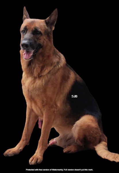 DogsIndia.com - GSD - Benjamin - SJB Kennels