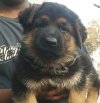 DogsIndia.com - German Shepherd Dog (GSD) - Deenjons Kennel