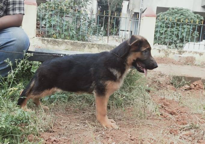 DogsIndia.com - German Shepherd Dog (GSD) - Deenjons Kennel