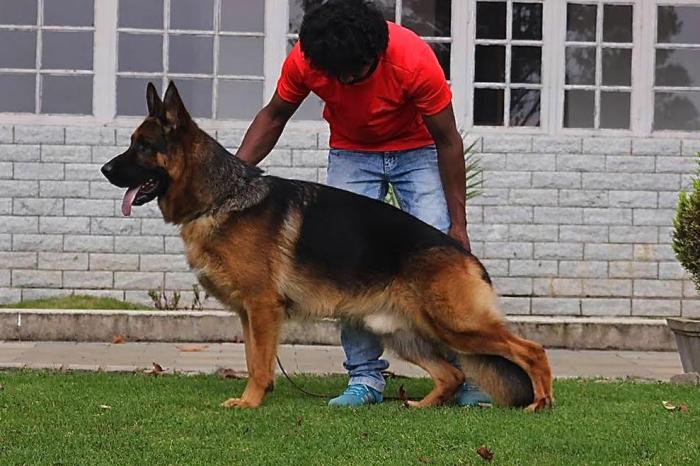 DogsIndia.com - German Shepherd Dog (GSD) - Deenjons Kennel