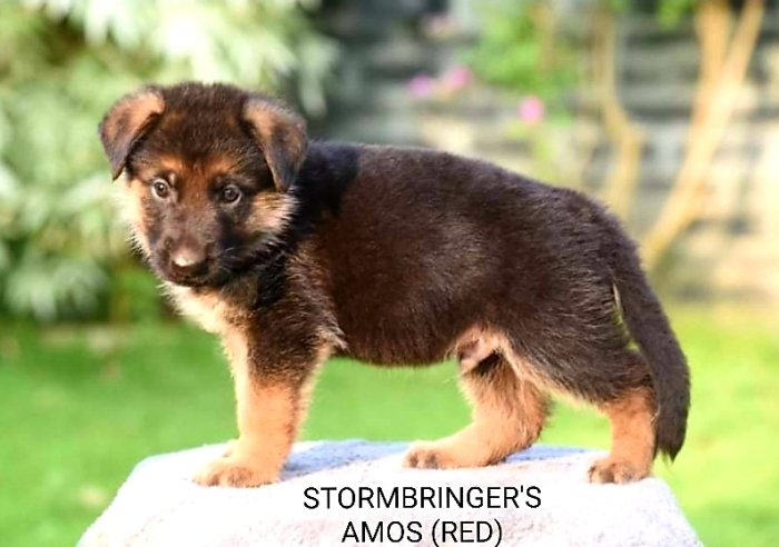 DogsIndia.com - GSD - Team Stormbringer - Dr. George