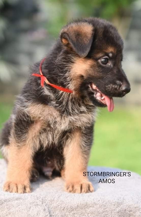 DogsIndia.com - GSD - Team Stormbringer - Dr. George