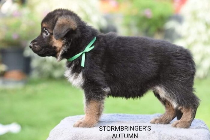 DogsIndia.com - GSD - Team Stormbringer - Dr. George