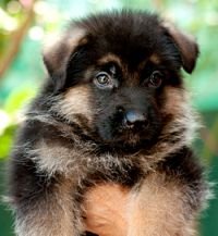 DogsIndia.com - German Shepherd Dog - GSD - Dvijatman