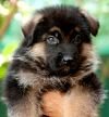 DogsIndia.com - German Shepherd Dog - GSD - Dvijatman