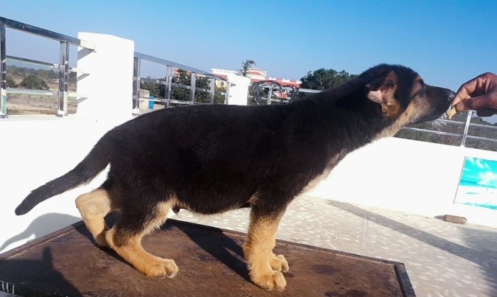 DogsIndia.com - German Shepherd Dog (GSD) - Dr. Gupta - Kennel Bukru