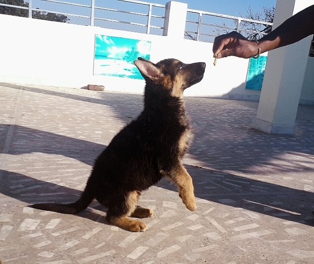 DogsIndia.com - German Shepherd Dog (GSD) - Dr. Gupta - Kennel Bukru