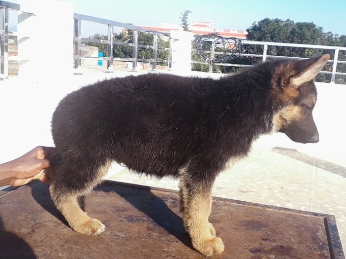 DogsIndia.com - German Shepherd Dog (GSD) - Dr. Gupta - Kennel Bukru