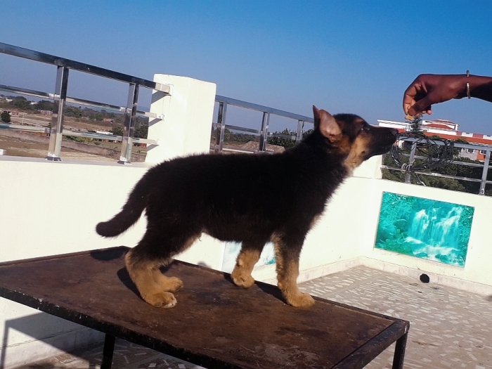 DogsIndia.com - German Shepherd Dog (GSD) - Dr. Gupta - Kennel Bukru