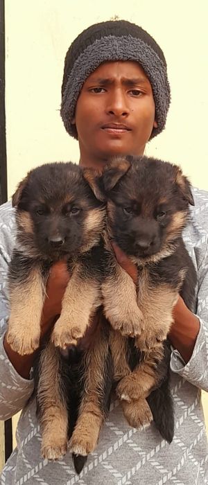 DogsIndia.com - German Shepherd Dog (GSD) - Dr. Gupta - Kennel Bukru