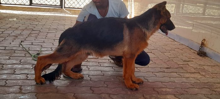DogsIndia.com, German Shepherd Dog (GSD), Dr. Gupta, Kennel Bukru