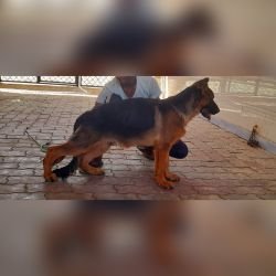 DogsIndia.com, German Shepherd Dog (GSD), Dr. Gupta, Kennel Bukru