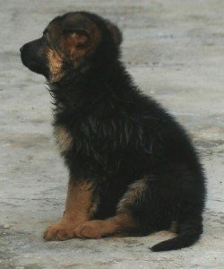 DogsIndia.com - GSD (German Shepherd Dog) - Mayaa's Kennels