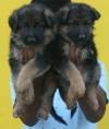 DogsIndia.com - GSD (German Shepherd Dog) - Mayaa's Kennels