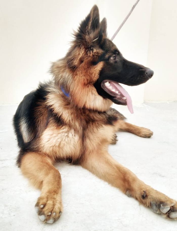 DogsIndia.com - GSD (German Shepherd Dog) - Naresh