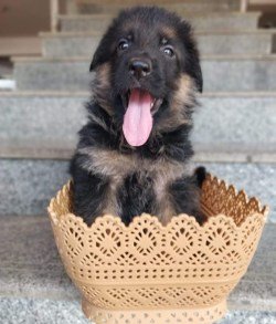 DogsIndia.com - GSD (German Shepherd Dog) - Naresh