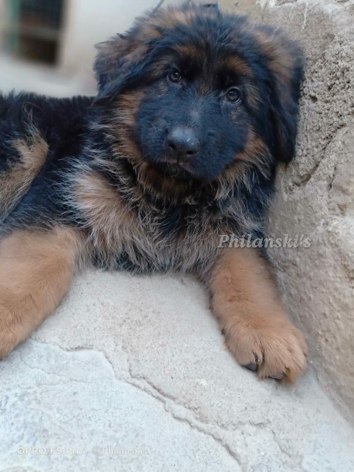 DogsIndia.com - GSD - Philanski