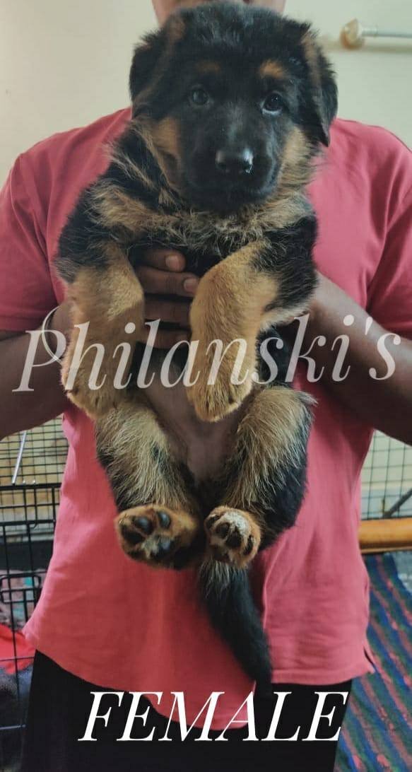 DogsIndia.com - GSD - Philanski