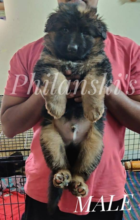 DogsIndia.com - GSD - Philanski