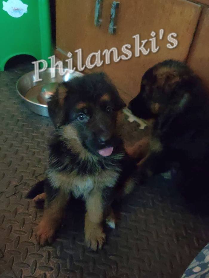 DogsIndia.com - GSD - Philanski